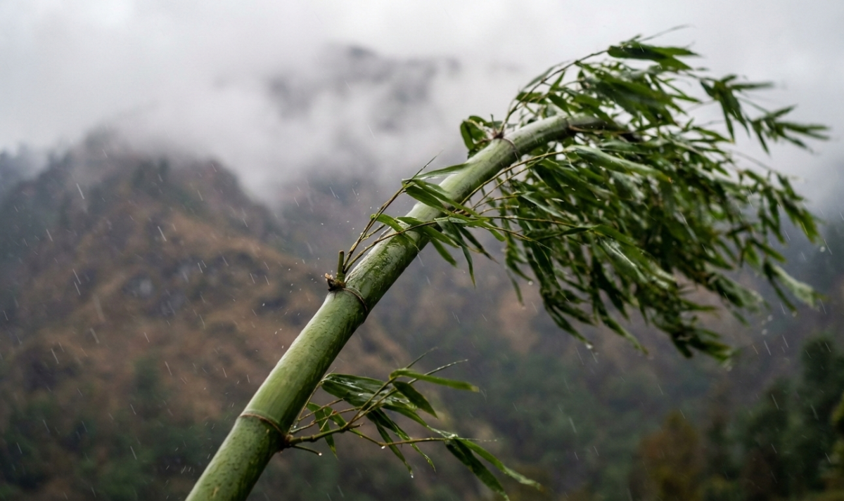 Building Resilience: Bouncing Back from Life's Challenges